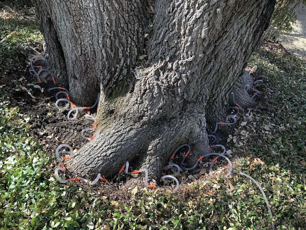 Detailed Tree Cabling and Bracing job site in Swanton