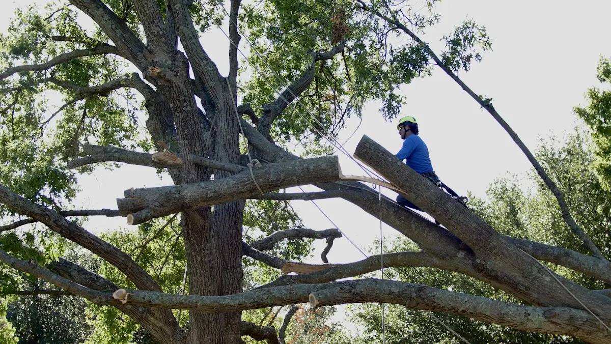 Professional Hazardous Tree Removal performed by certified arborists in Swanton